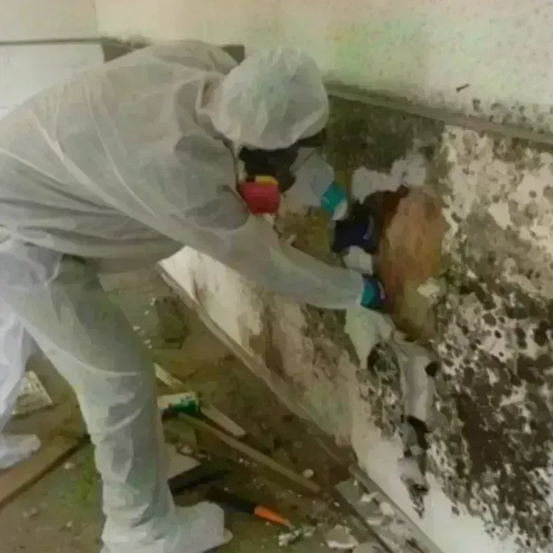 Mold Remediation and Removal in Saxon, SC